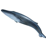 Blue Whale