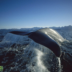 Blue Whale