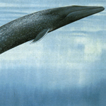 Blue Whale
