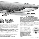 Blue Whale