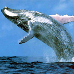Blue Whale