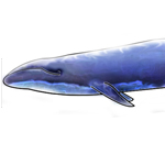 Blue Whale